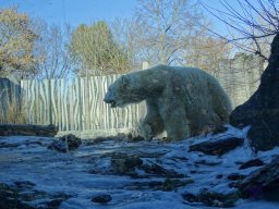 Tiergarten Schönbrunn am 27.01.2026